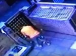 散歩にウキウキしすぎたワンちゃん。ドアを開けた瞬間に超速で飛び出しすぎて…