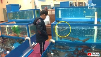 レストランで売り物のサメが出産？フトツノザメのお母さんと赤ちゃん、無事に海に帰る