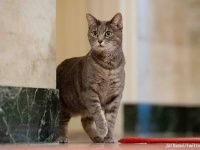 ホワイトハウスにファーストキャットがやって来た！バイデン大統領夫人が猫を迎え入れたことを報告