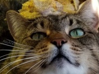 獲物じゃないよ仲間だよ。爬虫類や鳥たちと仲良く暮らす猫（爬虫類出演中）