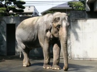 はな子。2006年撮影（Kazubon~commonswiki さん撮影、Wikimedia Commons
