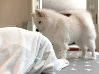 愛犬のサモエドとかくれんぼをしてみた！「バレバレだけど？」それなりに楽しかったみたいだ
