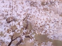 一足早く春を体験！　東京国立近代美術館で「大人のお花見」はいかが？