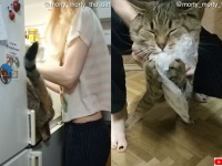 一瞬の隙も見逃さない！冷蔵庫を開けたとたんに侵入しジャガイモを盗み出す猫