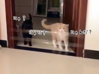 猫の個体差がすごく良くわかる動画。4匹の猫によるドアの障害物対処法