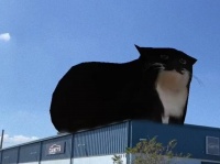 屋根の上で巨大な猫が踊る！？面白動画がSNSで大ウケし有名になった自動車整備工場