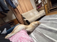 とあるものに擬態中！？ユニークな姿勢のワンちゃんが話題