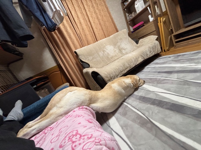 とあるものに擬態中！？ユニークな姿勢のワンちゃんが話題