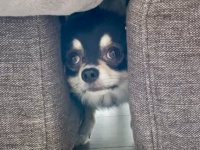 ぬ、抜けないよぅ...！　ソファの隙間に挟まっちゃったチワワが可哀想だけど可愛すぎ