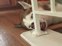 魂抜かれてるから！相変わらず凄いことになっている犬の寝落ち画像パート2