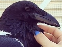 カラスが女性にやさしくモフられている。その裏で激しくジェラシーを燃やす動物の姿が...