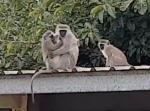 怪我をした子猿を３週間ぶりに野生に返すと、感動の再会が待っていた。