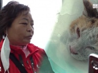 煙突に落ちた野良猫を救え！3週間エサと水を届け続けた女性、救助された猫と家族になる