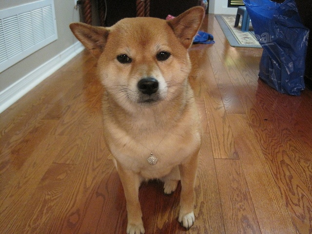 画像はイメージです（kimberlyacさん撮影、Flickrより）