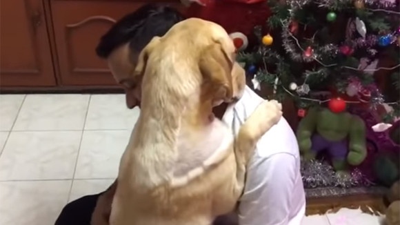 ラブラドール、手術後に飼い主にギュっと抱きついて「がんばったの、でもこわかったよぅ」と甘える姿がいとしすぎて（インド）