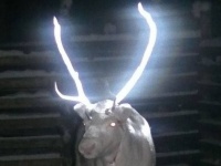 角を光らせればよくね？トナカイとの衝突事故を避けるため、角に反射塗料を塗る作戦。その成果のほどは？