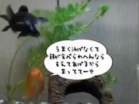 金魚だって仲間を見捨てない。上手に泳げない金魚を支えて餌を食べさせてあげる金魚