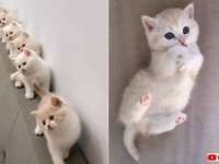 見るだけで笑顔になれちゃう！可愛い仕草の猫たちの短い動画四連発