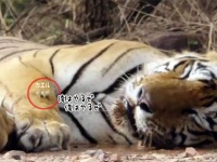 リアルど根性ガエル。眠っているトラの顔面にダイブ！（インド）