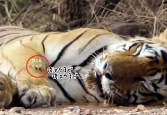 リアルど根性ガエル。眠っているトラの顔面にダイブ！（インド）