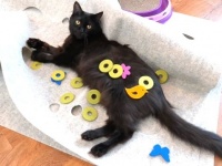 さあ猫たち、好きに遊ぶが良い！コール＆マーマレードと姉妹猫たちにオモチャでいっぱいのお部屋を用意してみた