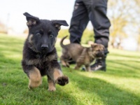 人懐っこすぎて使役犬には向いていない犬の為の里親縁組プログラムが開始される（アメリカ運輸保安局）