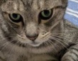 〝ひみつ道具〟授けてくれそうな猫に3.7万人期待　「どこでもドア希望」「もしもボックスが欲しいです」