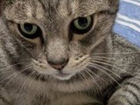 〝ひみつ道具〟授けてくれそうな猫に3.7万人期待　「どこでもドア希望」「もしもボックスが欲しいです」