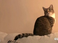 猫あるある「そこに見えない何かがいる？」彼らが幽霊を見ているかもしれない5つのサインとは