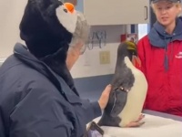 ペンギンを撫でるのが生涯の夢だったおばあさん、ついにその願いが実現し感動のあまり涙を流す