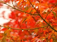 紅葉が色づく条件は...（画像はイメージ）