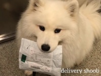 ピンポーン、荷物をお届けにあがりました！可愛いサモエドの配達犬さんがやってきた