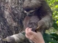 なんて優しいしぐさなんだ！木から落ちたナマケモノの赤ちゃん、無事にお母さんと再会する