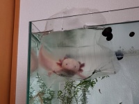 「なんでなん？」（写真は餃子の飼い主さんのツイートより、編集部で一部トリミング）