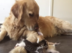 生まれたての子猫達に温もりを与える、母性あふれるゴールデンレトリバー