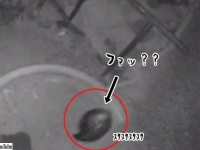 小型のムック？それともヒトガタ？玄関先をスタスタと歩く毛むくじゃらの謎生物の正体は？