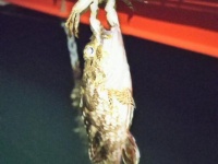 魚の口から腕が生えているようにすら見える（以下、釣りバカ（＠fishing_isogure