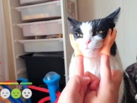 「やっぱりコレが一番ニャ！」保護猫プーシクくんによるマッサージアイテムの気持ち良さ判定テストの結果は？