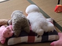 本体どっち？ぬいぐるみの横に寄り添う犬がぬいぐるみ以上にぬいぐるみだった。