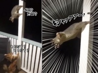 犬に見つかっちまったポッサム。咄嗟に取った威嚇のポーズがアグレッシブ・ポールダンサー（オーストラリア）