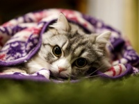 ネコも音楽に癒やされている！？反応率が77％にも達した、ネコの癒し専用音楽が話題に！