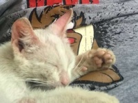またしてもヒゲメンと猫！昼寝していたらお腹の上で野良の子猫が寝ていた。愛おしすぎてそのまま家族に(オーストラリア)