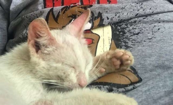 またしてもヒゲメンと猫！昼寝していたらお腹の上で野良の子猫が寝ていた。愛おしすぎてそのまま家族に(オーストラリア)