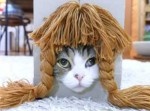 ウチの猫に色々なヘアスタイルをさせてみたらこうなった…