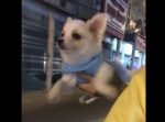 「空飛ぶワンコ」がかわいいィィィィ！！