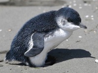 迷子のブルーペンギンはずっと砂浜で待っていた。ブルーペンギンのビリー、無事に保護
