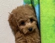 赤ちゃんトイプードル、ウサギと初対面で激ビビり　まさかの〝逃げ方〟に5.7万人破顔「人生一周目すぎ」