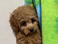 赤ちゃんトイプードル、ウサギと初対面で激ビビり　まさかの〝逃げ方〟に5.7万人破顔「人生一周目すぎ」