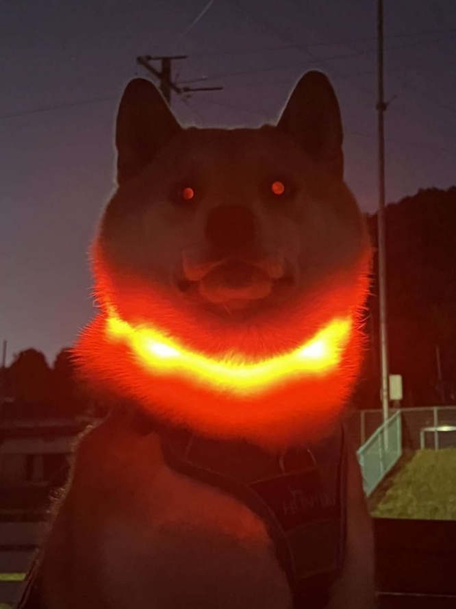 「柴犬ふう太」（＠fufufufufu_ta）さんの投稿より