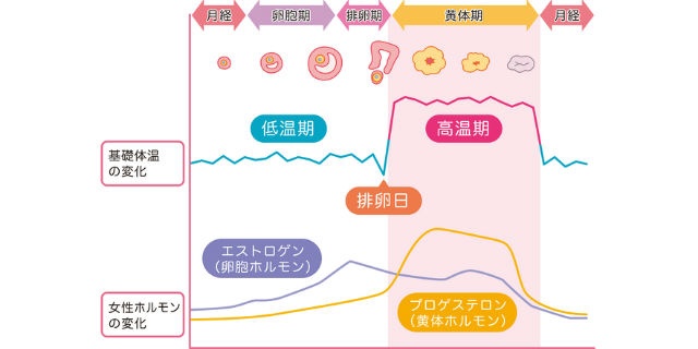 黄体ホルモン